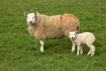 Wall Mural - lambing time in the yorkshire dales with one sheep and her young lamb facing camera in early springt
