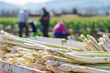 Container with white asparagus vegetables with blurry agricultural field with workers at harvest in background