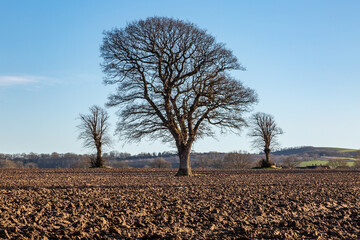 Wall Mural - Three bare trees in winter, in a newly plowed agricultural field