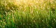 dew on the grass morning rays of the sun