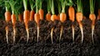 Close up of carrot plants with roots under the ground