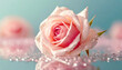 みずみずしい淡いピンクのバラの花