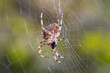 Kreuzspinne isst Fliege im Netz - Araneus