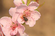 spring bee flower cherry in garden macro