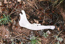 An Elk Jawbone In The Valles Caldera National Preserve, New Mexico