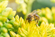 Bee on yellow flower. Defocused nature yellow and green background.	
