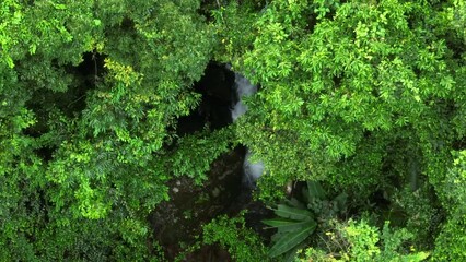 Wall Mural - Aerial footage of tropical forest in summer