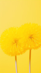 Wall Mural - Two yellow dandelions on a yellow background, 3D rendering, still life, minimal, surreal