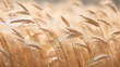 Close-up of wheat field with soft focus, warm colors, and a painterly effect.