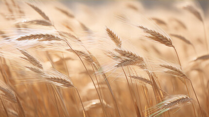 Wall Mural - Close-up of wheat field with soft focus, warm colors, and a painterly effect.