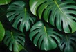 Close-up of multiple green monstera leaves with prominent veins against a dark background