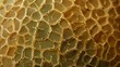 macro of a cantaloupes rind texture, melon texture background close up macro