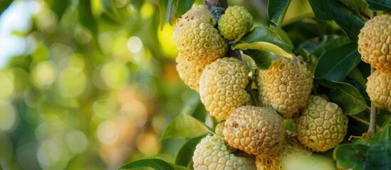 Wall Mural - A close-up view of a cluster of ripe fruit hanging from a tree branch under the sunlight.