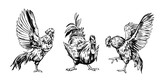 Fototapeta Pokój dzieciecy - Rooster, angry bird, sketch illustration, hand drawn, black outline, engraving style