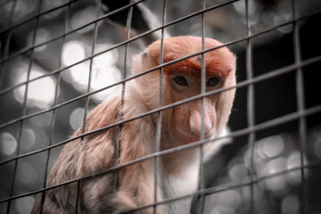 Proboscis monkey in the zoo, Proboscis monkey long nose with reddish hair, Proboscis monkey endemic to the island of Borneo, Indonesia