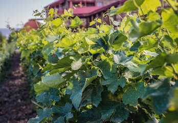 Canvas Print - Vineyard in Napareuli village, Telavi Municipality, Kakheti region in Georgia