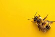 A yellow background with a bee on it. Concept of World Bee Day