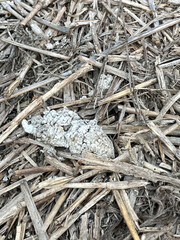 Sticker - dry poop dog on the ground