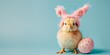 Cute Easter chick with pink bunny ears and easter egg on blue background with copy space. Happy Easter concept