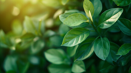 Wall Mural - green leaves background