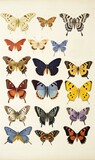 Fototapeta Motyle - Collection of butterflies on white background, set of colourful butterflies.