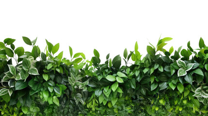 Wall Mural - tropical leaves foliage plant bush floral border isolated on clear png background and transparent ba