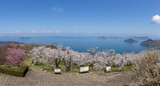 Fototapeta  - 紫雲出山（しうでやま）の桜と山頂からの眺め（香川県三豊市）