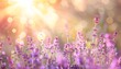 Summer garden background with lavender and Sun rays
