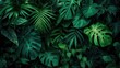 © Tati - Dense tropical foliage with various green hues creating a serene jungle scene
