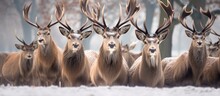A group of red deer, part of a herd, stands closely together in the snow-covered landscape of Londons Bushy Park. The deer are tall with branching antlers, and they are facing in the same direction.