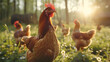 Chickens on traditional free range poultry farm, generative ai