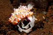 Nudibranch, Mexichromis multituberculata with egg ring