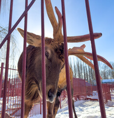 Sticker - Deer in the snow at the zoo in a cage