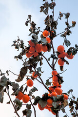 View of the persimmon hanging on the branch in autumn