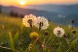 Fototapeta Dmuchawce - Wild grasses with dandelions in the mountains at sunset. Macro image, shallow depth of field. Summer nature background. Generative AI