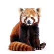 Red Panda in natural pose isolated on white background, photo realistic