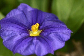 Kartoffelbaum, Blauer, Solanum rantonnetii, Blüte,  Einzelblüte,  Detailaufnahme