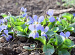Spring blue violet flowers Viola collina.