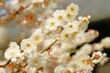 © 百合 須藤 - Japanese plum blossom in early spring