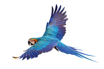 Colorful flying Blue and Gold Macaw parrot isolated on transparent background png file