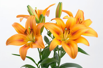 Poster - Vibrant orange lilies with speckled petals, isolated on a white background with ample copy space, ideal for spring or gardening-related designs