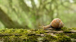 Snail on mossy tree close up, abstract natural green background. purity of nature, care about the world. wild life, ecology, save Animal and earth concept. slow life. harmony of nature. copy space