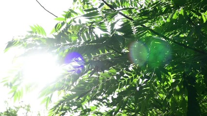 Wall Mural - green leaves sway with wind and sunlight