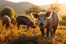 Iberian Pigs In The Nature Eating