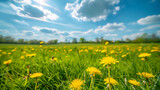 Fototapeta Na sufit - Beautiful meadow field with fresh grass and yellow dandelion flowers in nature against a blue sky with clouds. Summer spring perfect natural landscape