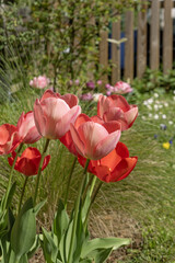Wall Mural - plate-bande de tulipes rouges