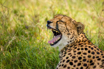 Wall Mural - a female cheetah ( acinonyx jubatus) yawning, olare motorogi conservancy, kenya.