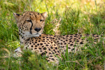 Wall Mural - a female cheetah ( acinonyx jubatus) enjoying the golden light of the morning sun, olare motorogi co