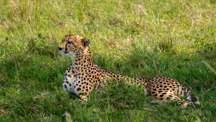 Wall Mural - a female cheetah ( acinonyx jubatus) enjoying the golden light of the morning sun, olare motorogi co
