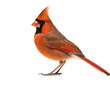 Rotkardinal Vogel isoliert auf weißen Hintergrund, Freisteller 